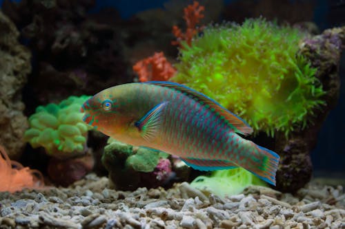 Základová fotografie zdarma na téma akvárium, barevný, bezobratlí