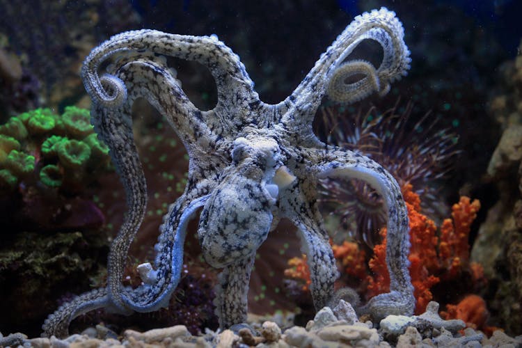 Octopus In An Aquarium