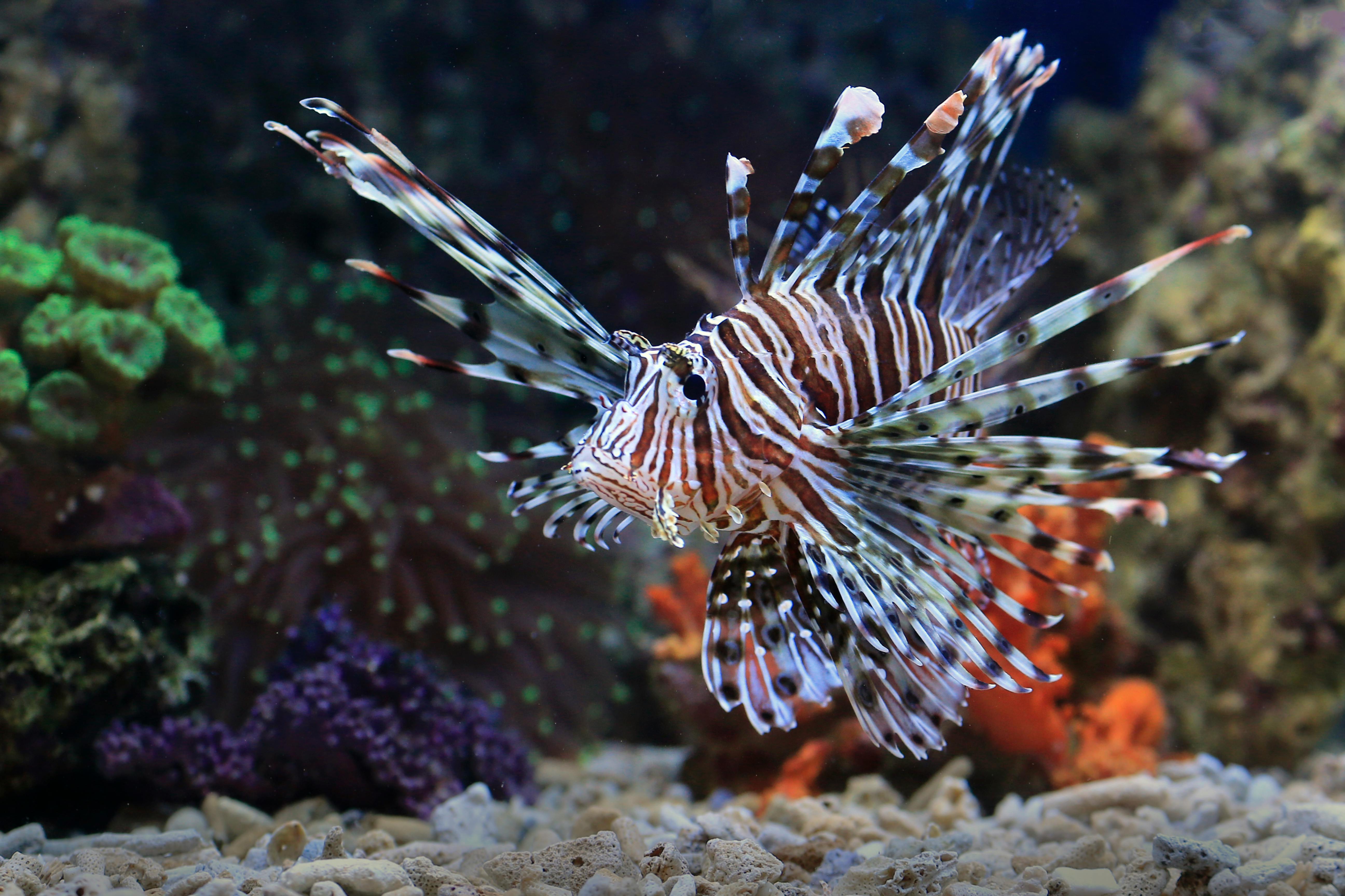 A Close-Up Shot of a Lionfish Underwater · Free Stock Photo