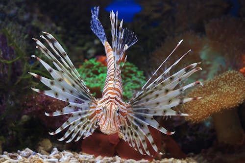 Základová fotografie zdarma na téma akvárium, fotografování zvířat, lionfish