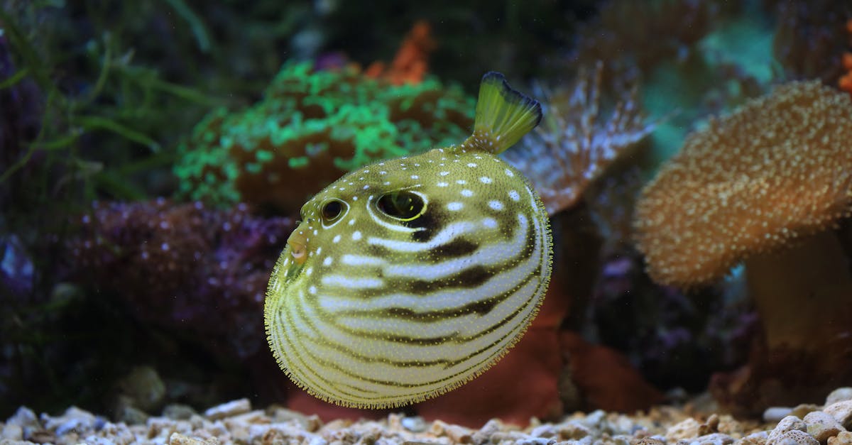 What fish reproduce sexually or asexually