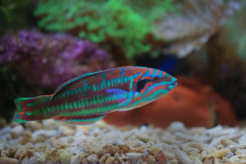Free Blue and White Fish in Fish Tank Stock Photo