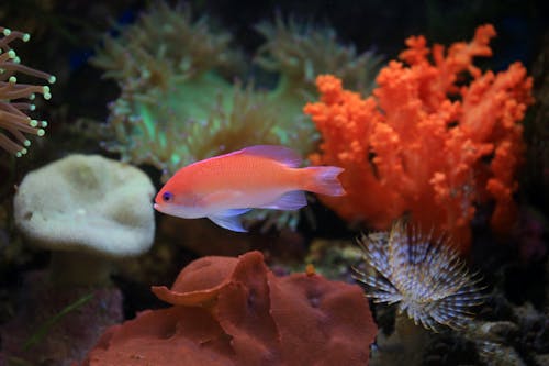 Photos gratuites de aquatique, hutomos anthias, nager