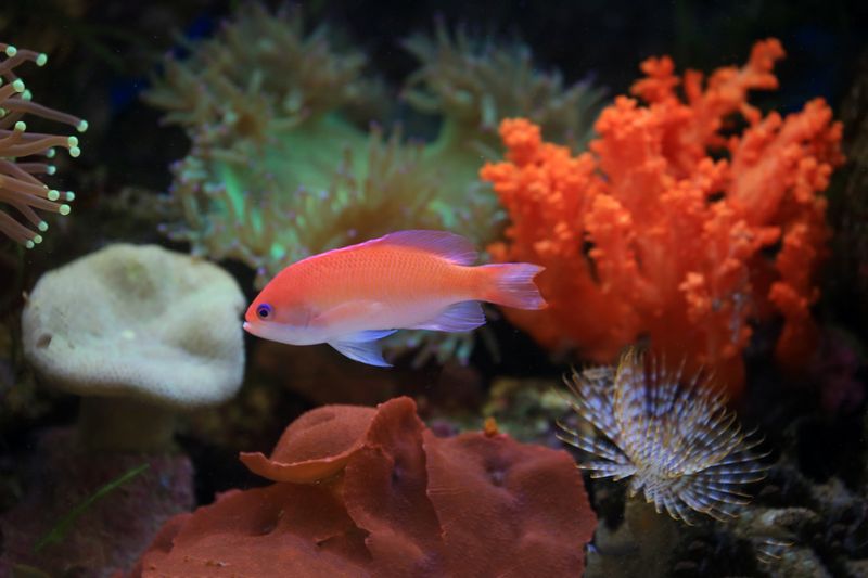 Colorful anthias fish swimming amidst vibrant coral reefs underwater.