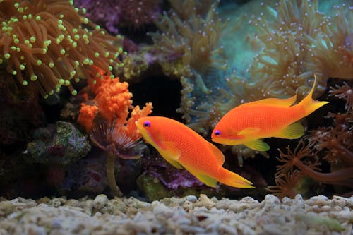 Kostenlos Kostenloses Stock Foto zu aquarium, fisch, meeresgold Stock-Foto