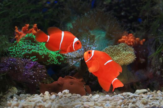 Two vivid clownfish swim among vibrant corals in an aquarium showcasing marine life.