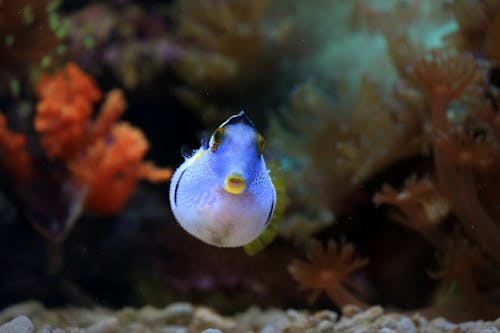 A Blue and White Fish Underwater Near Coral Reefs