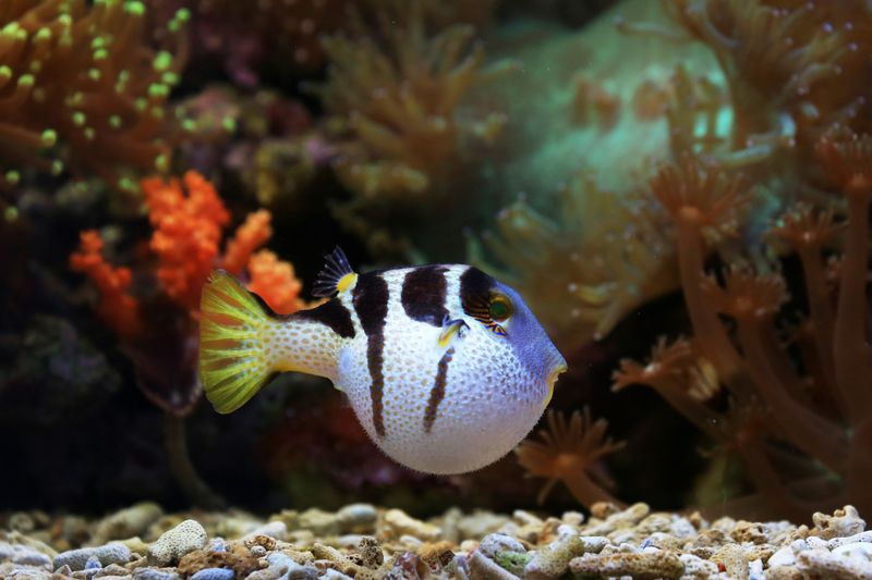 Close-up of a Valentini Pufferfish swimming among colorful corals. Ideal for wildlife photography enthusiasts.