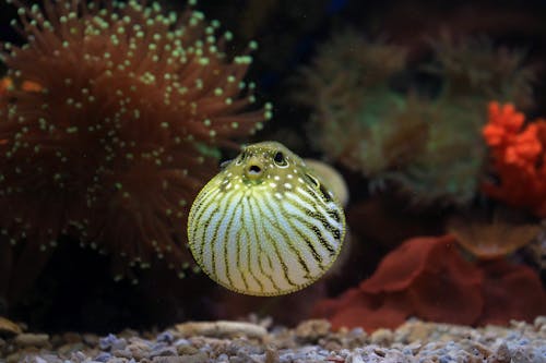 Gratuit Photos gratuites de aquarium, aquatique, corail Photos