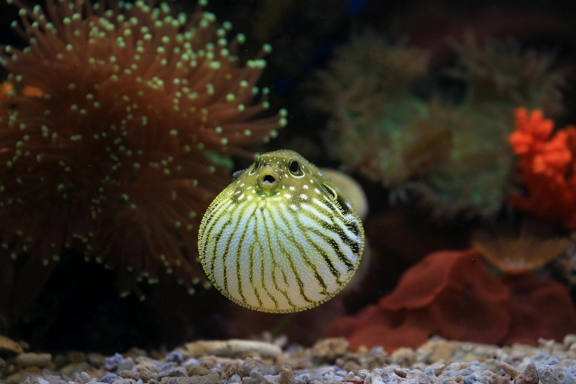 Puffer Fish in Aquarium