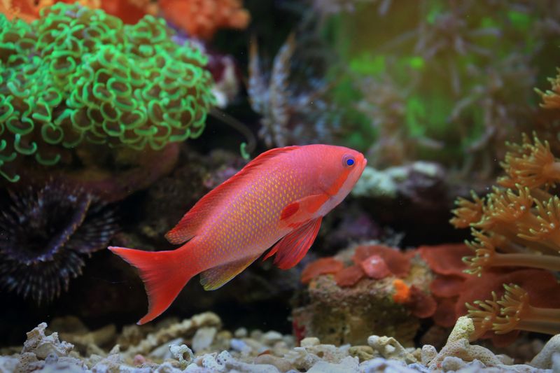 A vibrant Hutomo's Anthias fish swimming among colorful corals in an underwater scene.