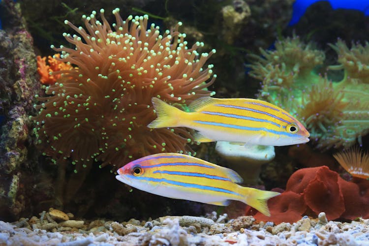 Bluestripe Snapper Fishes In Close-up Photography