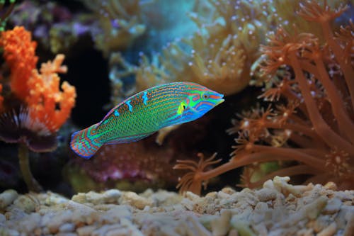 Gratis Fotos de stock gratuitas de acuario, animales acuáticos, bajo el agua Foto de stock