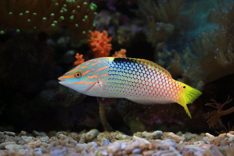 Parrotfish In Water