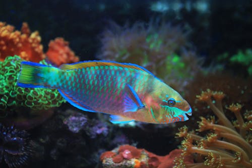 Kostenlos Kostenloses Stock Foto zu aquarium, fisch, koralle Stock-Foto