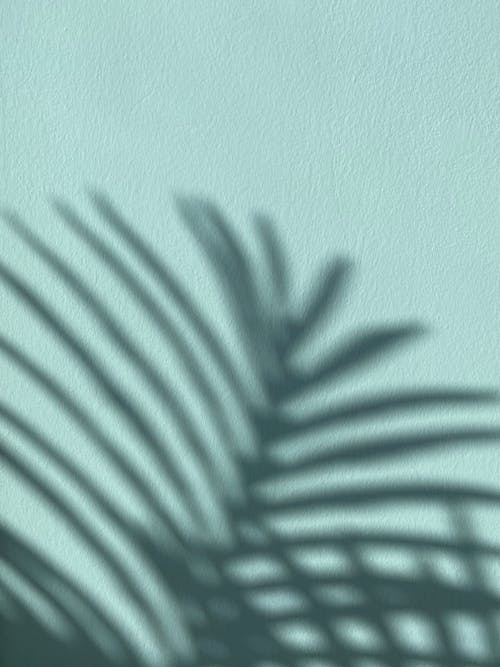 Shadow of Palm Leaf on the Wall