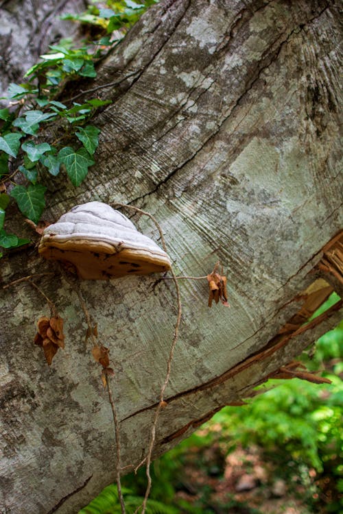 Foto d'estoc gratuïta de arbre, bolet, estiu