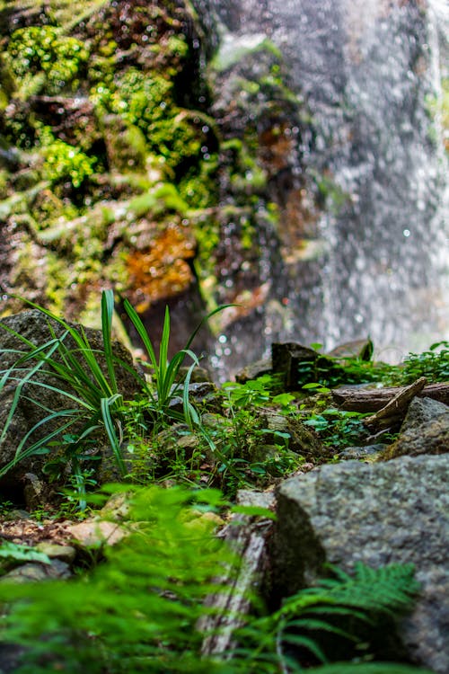 Immagine gratuita di acqua, cascata, natura