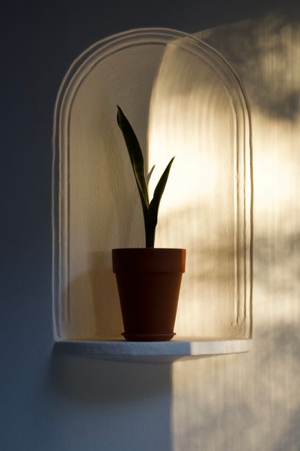 A snake plant in a pot framed by soft light within a wall nook, showcasing minimalist decor.