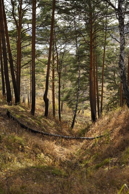 A peaceful forest scene showcasing tall trees and a trail filled with fallen leaves.