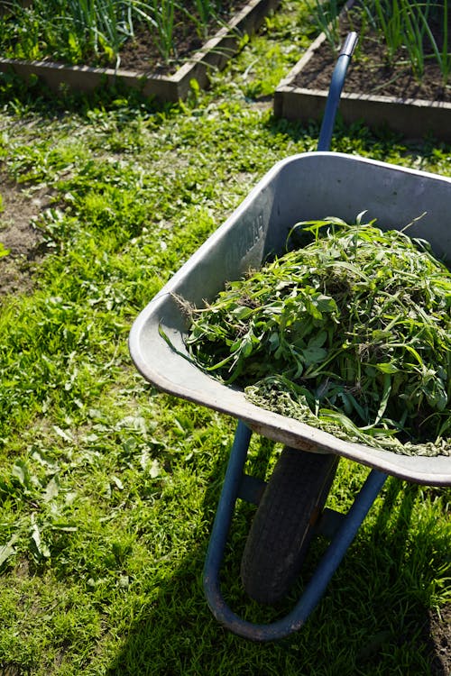 Grass and Leaves on Wheelbarrow