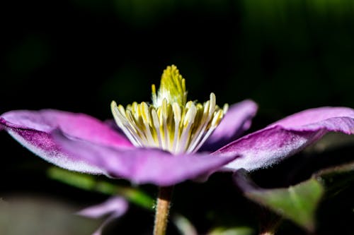 Free stock photo of clematis, flower, summer