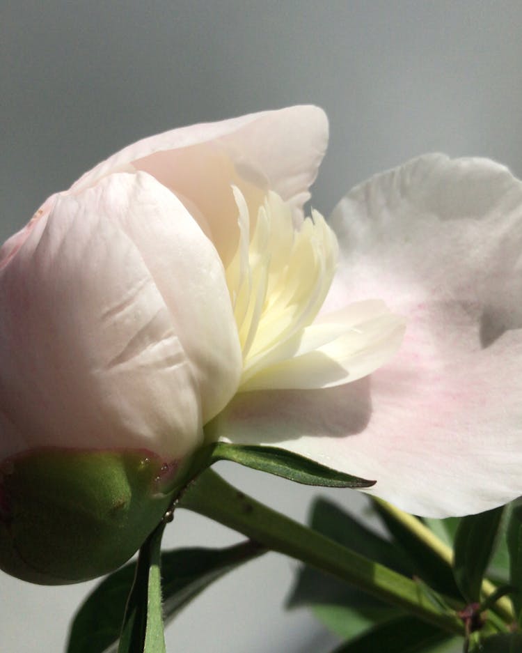 White Peony Petals