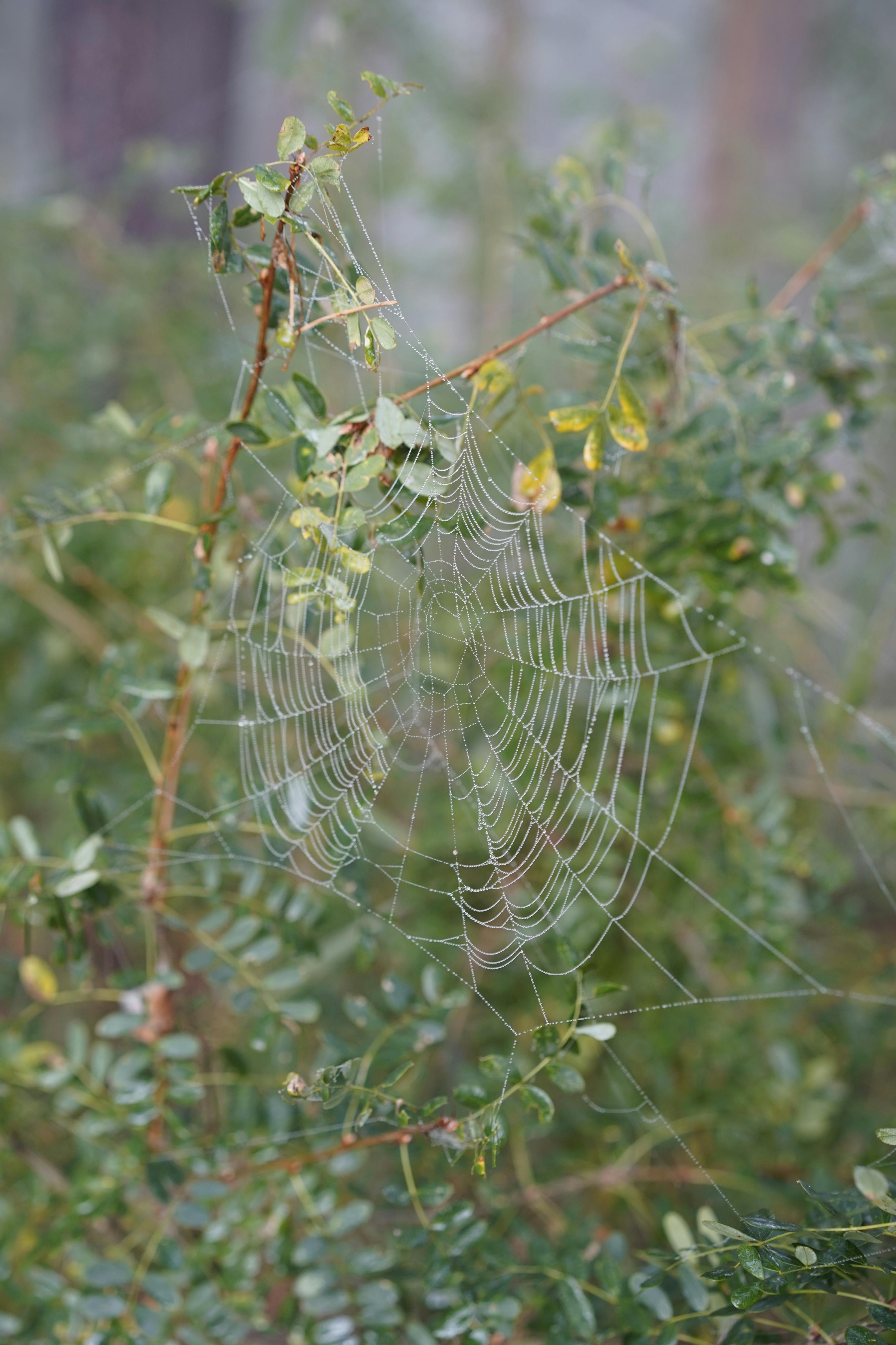 A delicate spiderweb glistens with dew in a lush forest setting, captured in the morning light.