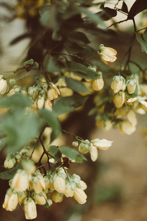 Δωρεάν στοκ φωτογραφιών με ανάπτυξη, άνθη πορτοκαλιάς, δέντρο Φωτογραφία από στοκ φωτογραφιών