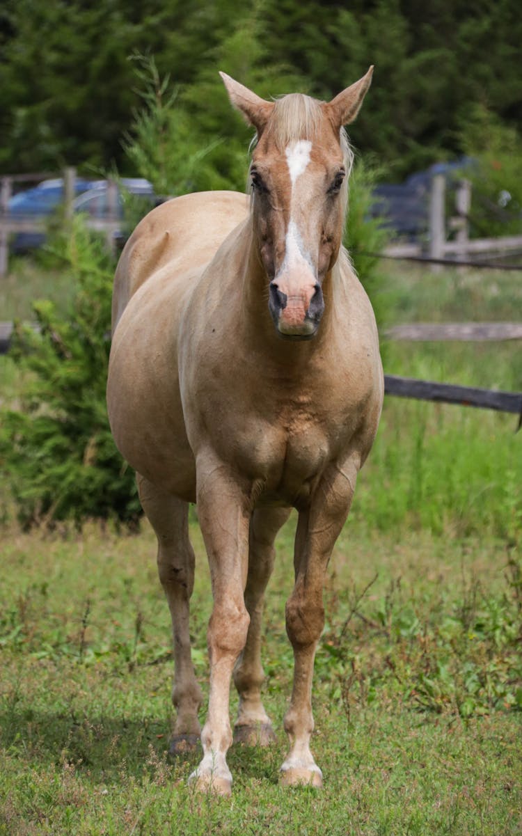 Brown Horse Standing On Green Grass