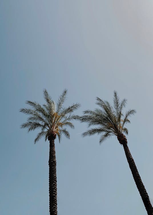 Free stock photo of beach, los angeles, palm trees Stock Photo