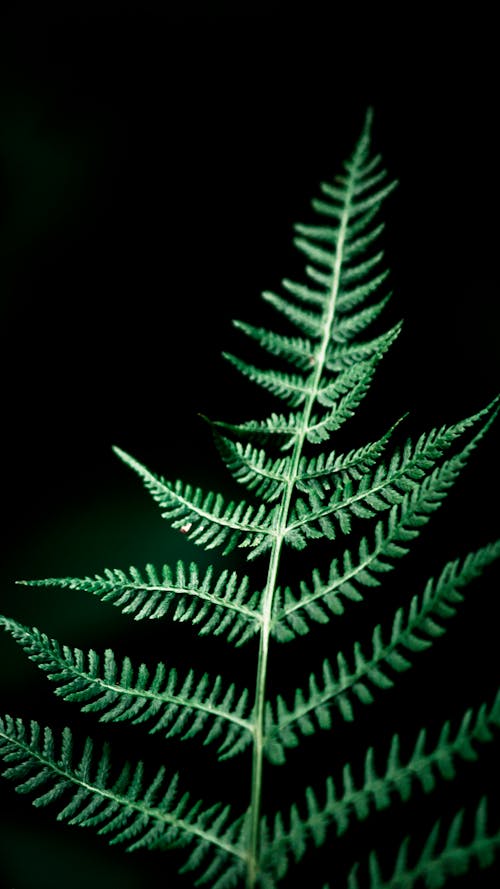 A Green Fern Plant with a Black Background