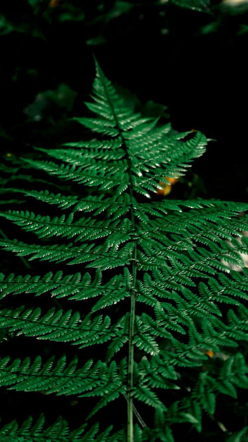 A Green Fern Plant in Close-Up Photography