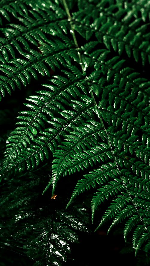 Close-Up Photograph of a Green Fern Plant