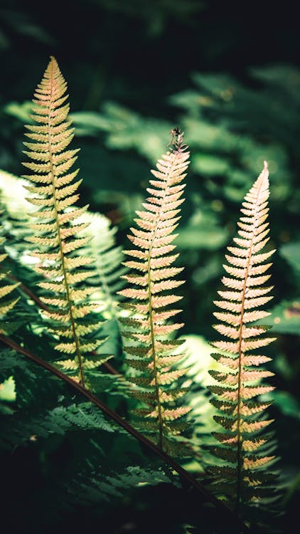 Close-Up Photo of Green Fern Plants