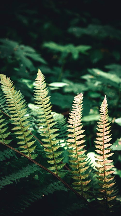 Green Fern Plant in Close Up Photography