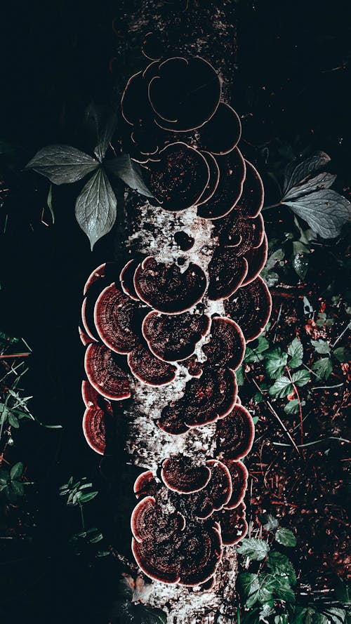 Red and White Mushrooms with Green Leaves