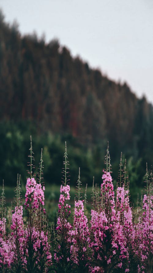 Free Fireweed Flowers in a Meadow Stock Photo