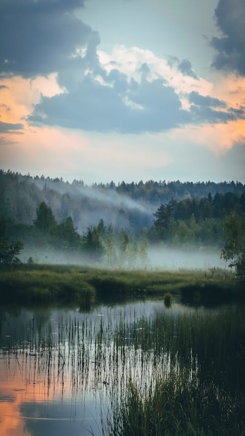 Photo of a Forest with Fog