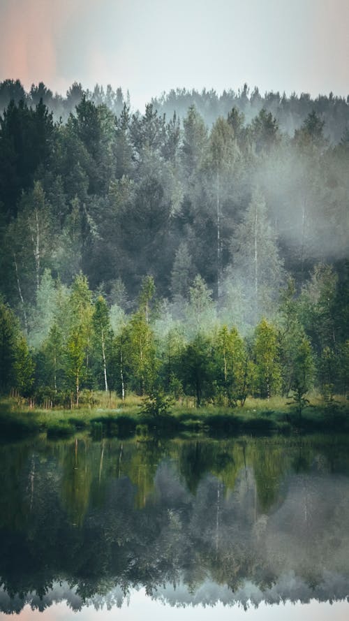 Photo of a Foggy Forest Near a Lake