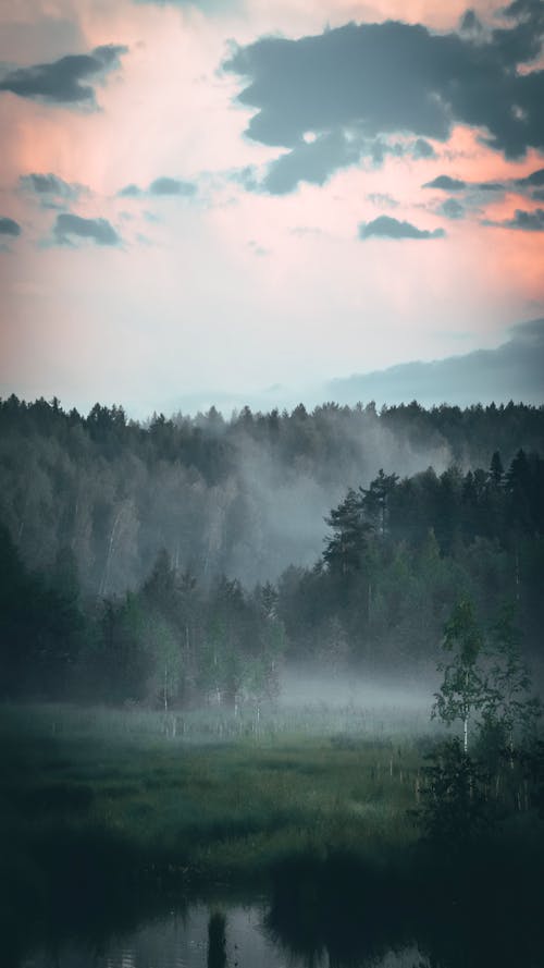 Photo of a Forest with Fog and Trees