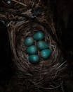 Blue Eggs in a Nest