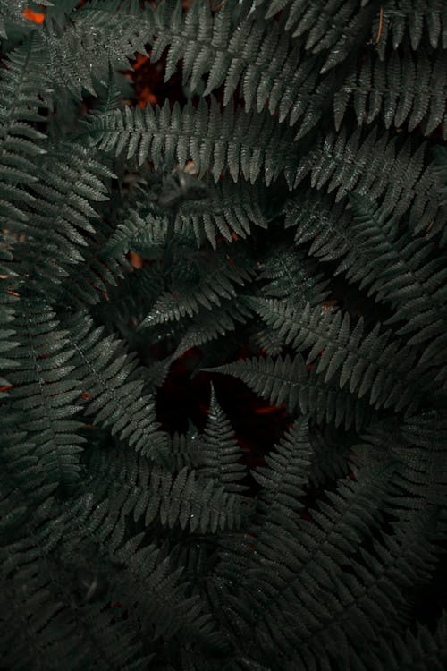 Fern Leaves