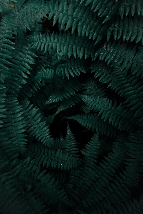 Close Up Photo of Green Leaves