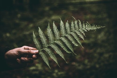Free A close-up of a hand holding a detailed green fern leaf in a natural setting. Stock Photo