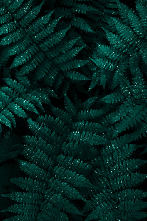 Free Green Fern Leaves Stock Photo