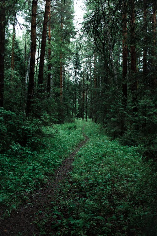 Free A Path in the Forest  Stock Photo