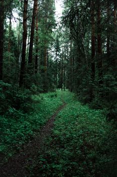 Tranquil forest path surrounded by dense greenery, perfect for nature walks.