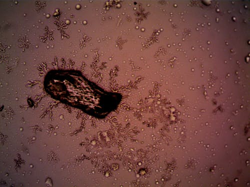 バクテリア, ピンク, 抽象の無料の写真素材