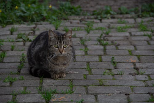 Photo of a Tabby Cat with White Whiskers
